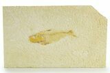 Bargain, Fossil Fish (Diplomystus) - Wyoming #363803-1